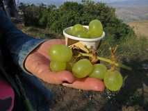 Uvas Solidarias de fin de año 2019 en el Santo Pizarra 1