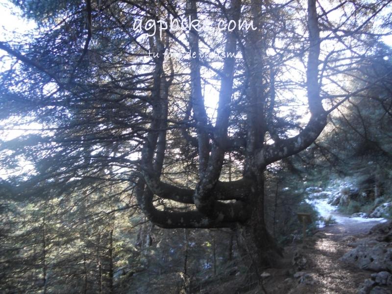 Crónica Vamos a la Nieve..."Sierra de las Nieves" 24/01/2015 DSCN2925