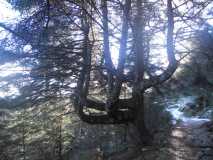 Crónica Vamos a la Nieve..."Sierra de las Nieves" 24/01/2015 DSCN2925