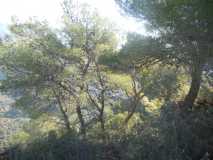 RUTA PICO EL FUERTE FRIGILIANA DSCN2654